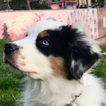 Bruce 🐾Australian Shepherd - @bruce_theblueaussie - Instagram
