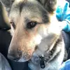 bruce boy🐾 - @brucegermanshepherd - TikTok