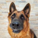 Bruce Shepherd - @o.bruce.shepherd - Instagram