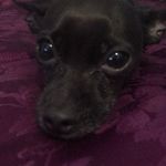 Bruce Shepherd - @brucethecutechihuahua - Instagram