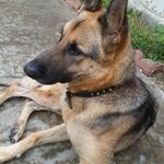 Bruce Shepherd - @bruce_da_german_dog - Instagram