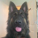 Bruce the Geordie German Shepherd - @bruce.the.germanshepherd - Instagram