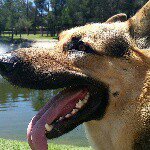 Bruce The German Shepherd - @the_one_and_only_bruce - Instagram