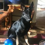 Bruce The German Shepherd - @bruce_the_german_shepherd_ - Instagram