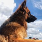 Bruce The German Shepherd - @bruce__thegermanshepherd - Instagram