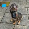 Bruce the German Shepherd - @brucegsd - TikTok