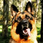 Bruce The German Shepherd - @brucegsd - Instagram
