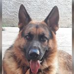 Bruce, the German Shepherd - @pastoralemaobruce - Instagram