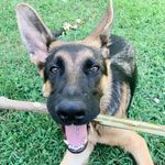 Bruce The Shepherd - @brucegermanshep - Instagram