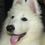 Bruce The White Swiss Shepherd - @bruce_somerville - Instagram