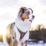 Daily life & love from Bruce - Australian Shepherd 🐶 - @life.of.bruce.the.aussie - Instagram