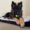 KRW - @brucethegermanshepherd - TikTok