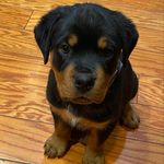 Bruce Sinclair - @bat.dog.bruce - Instagram
