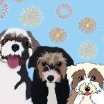 Bolt Bruce & Snow - @the_wonder_dogs2020 - Instagram