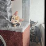 Bruce & Snow 🐈‍⬛🐈 - @bruce.snow31 - Instagram