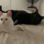 Bruce e Snow - @bruce_snow_ - Instagram
