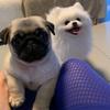 Bruce e Snow✨ - @_bruceesnow_ - TikTok