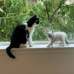 Bruce Snow - @brucesnowthecats - Instagram