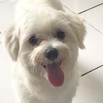 Bruce Snow De Captain Cook - @brucesnowdecaptaincook - Instagram