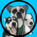 Bruce, Spike e Snow 🐾 - @bruce_spike_snow - Instagram