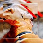 Snow & Bruce - @brucesnowdogs - Instagram
