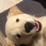 𝓑𝓻𝓾𝓬𝓮 𝓢𝓸𝓪𝓻𝓮𝓼 - @bruce_goldendog - Instagram