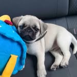 Bruce Soares 🐶 - @pug_bruce_soares - Instagram