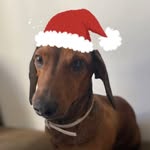 Bruce Soares 🌭🐾 - @salsichabruce - Instagram