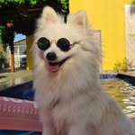 Bruce Soares Almeida🐾 - @eubruce.spitz - Instagram