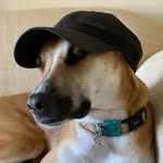 Bruce Wayne Oliver Soares - @viralatabruce - Instagram