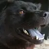 brucesoares - @bruce.dog.10 - TikTok