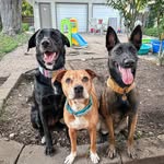 Bruce | Ripley | Storm | Rain - @real_housedogs_of_aurora - Instagram