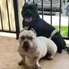 Bruce & Storm - @brucexstorm - TikTok