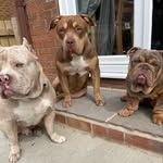 Bruce👑💙bella👑❤️winston👑💙storm👑 - @bruces_bullz_uk - Instagram
