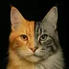 MaineCoons_Storm&Bruce - @mainecoonsstormenbruce - TikTok