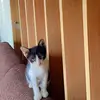 Bruce_the_streetcat - @bruce_the_streetc - TikTok