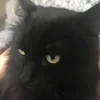 Hi I’m Bruce - @brucethestrongcat - TikTok
