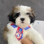Bruce Thomas - @brucethomasshitzu - Instagram