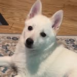 Bruce Thomas Wayne | Schipperke Doggo - @brucethomas___ - Instagram