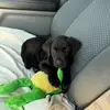 Bruce - @bruce_theblacklabrador - TikTok