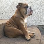 Bruce Valentine the bulldog - @mr.brucevalentine - Instagram