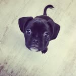 Bruce & Vincent - @brucethepugalier - Instagram