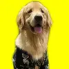 Bruce Golden Retriever - @bruceogolden_ - TikTok