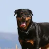 bruce bolz - @qweens3dogs - TikTok