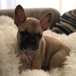 Bruce Wayne Nilla Wafer - @bruce_wayne_nilla_wafer - Instagram