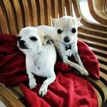 Bruce & Bola Waldorf Becker - @brucewaldorf - Instagram