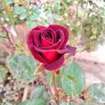 Bruce Walters - @vchristine5050 - Instagram