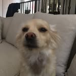 Bruce "Gooby" Wark - @brucethedoggy_ - Instagram