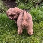 Bruce Waugh - @bruce_theshiht - Instagram