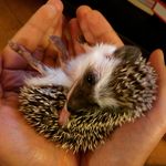 Bruce West - @brucethehog - Instagram